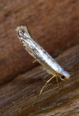 Argyresthia subreticulata