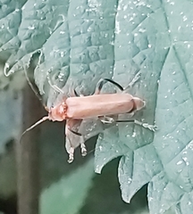 Cantharis livida