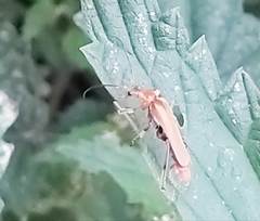 Cantharis livida