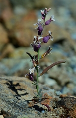 Streptanthus batrachopus