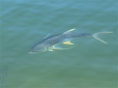 Caranx caninus