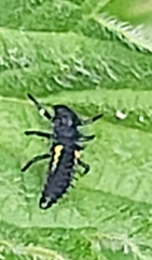 Harmonia axyridis