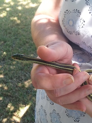 Thamnophis proximus proximus