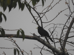 Amblycercus holosericeus