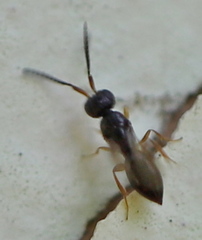 Ceraphronoidea