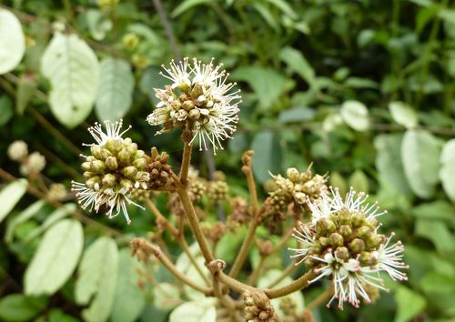 Combretum zenkeri
