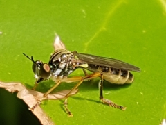 Dioctria linearis