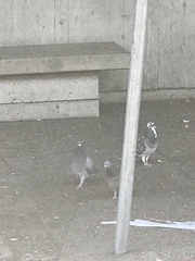 Columba livia domestica