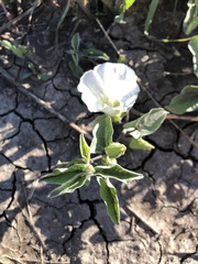 Calystegia macounii