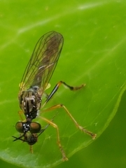 Dioctria linearis