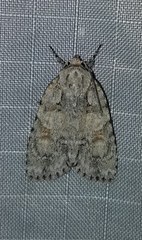 Acronicta exilis