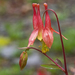 Red Columbine - Photo (c) Susan Elliott, some rights reserved (CC BY-NC), uploaded by Susan Elliott