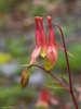 Red Columbine - Photo (c) Susan Elliott, some rights reserved (CC BY-NC), uploaded by Susan Elliott