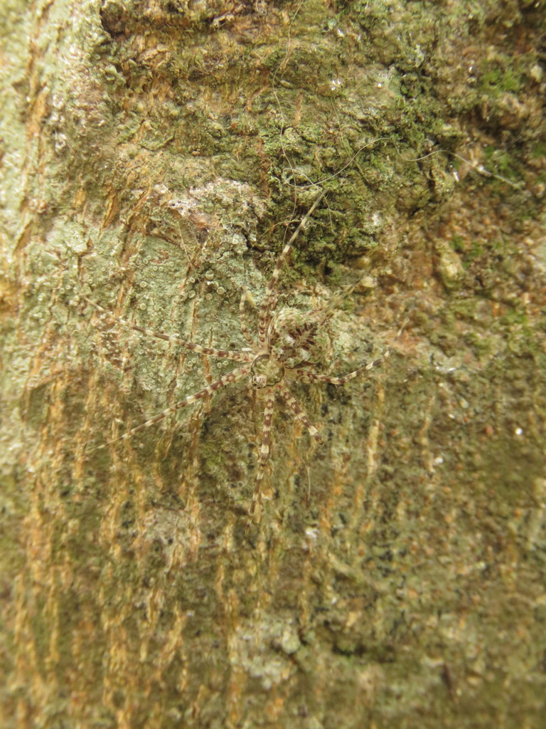 Neotama from Coatepec, Ver., México on June 10, 2020 at 11:47 AM by ...