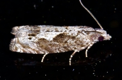 Catastega timidella