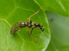 Dioctria linearis