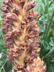 Orobanche elatior