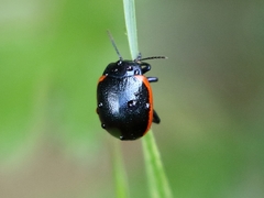 Chrysolina rossia