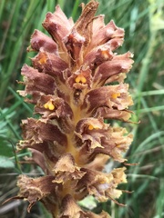Orobanche elatior