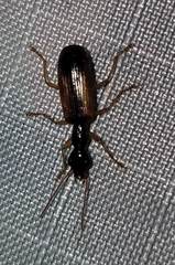 Leptotrachelus dorsalis