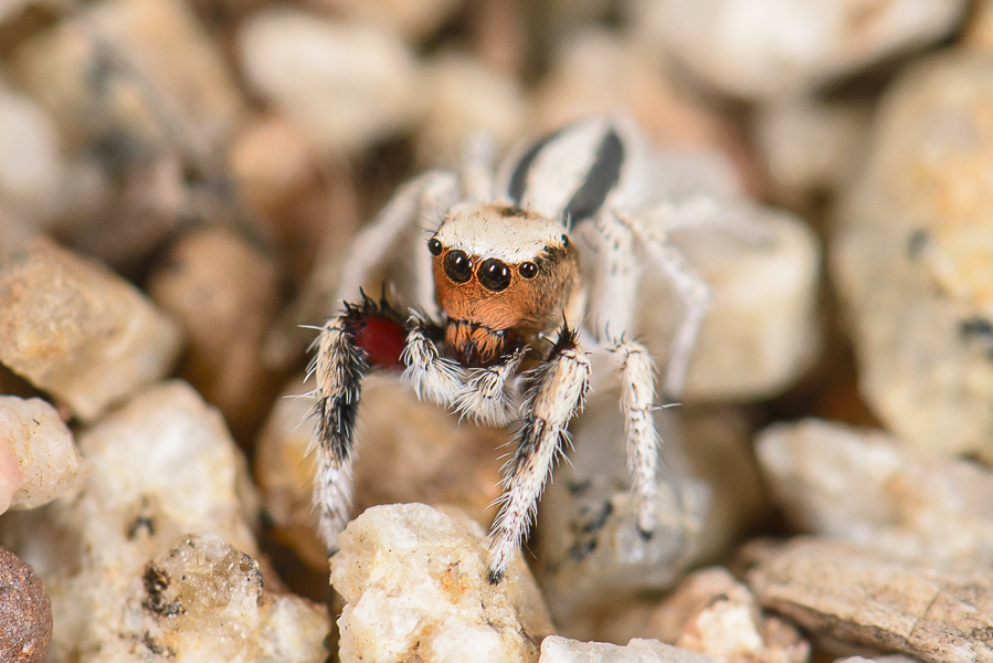 Habronattus Signatus (Checklist Of Spiders Of San Diego County ...