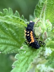 Harmonia axyridis