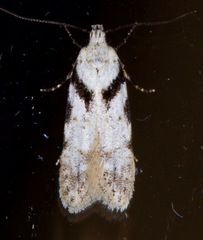 Pseudotelphusa palliderosacella
