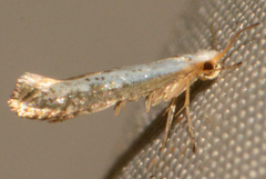 Argyresthia subreticulata