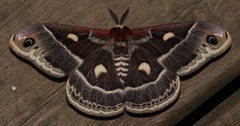 Hyalophora columbia