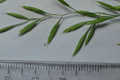 Bromus commutatus