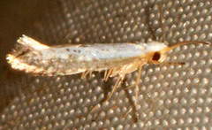 Argyresthia subreticulata