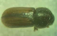 Trypodendron