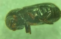 Trypodendron