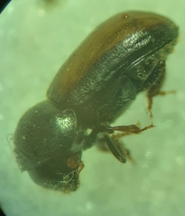 Trypodendron