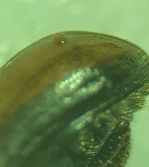 Trypodendron