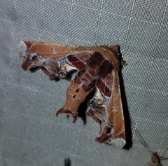 Eutelia pulcherrimus