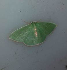 Nemoria rubrifrontaria