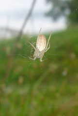 Larinia borealis