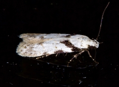 Pseudotelphusa palliderosacella