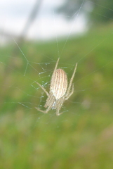 Larinia borealis