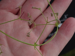 Galium texense