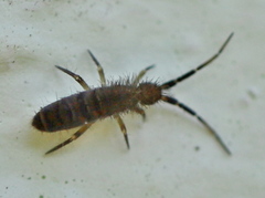 Orchesella multifasciata