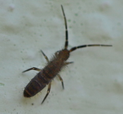 Orchesella multifasciata