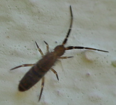 Orchesella multifasciata