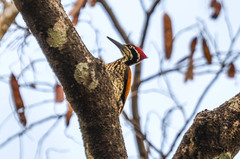 Chrysocolaptes guttacristatus