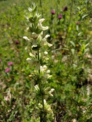 Stachys atherocalyx