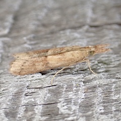 Macrorrhinia endonephele