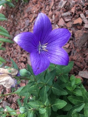 Platycodon