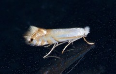 Phyllonorycter lucidicostella