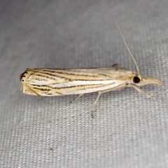 Crambus multilinellus